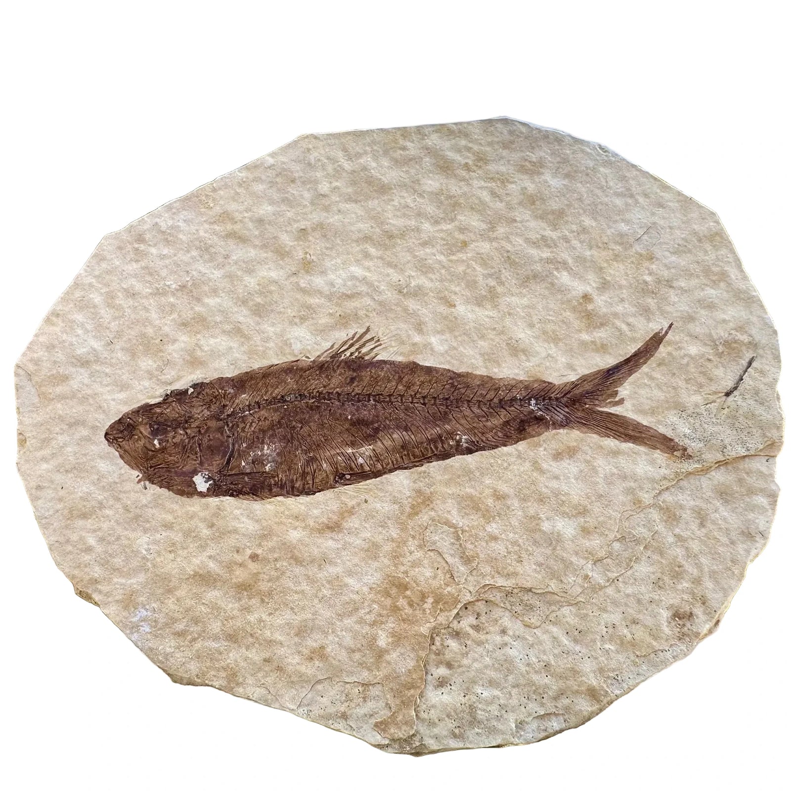 Fossil Fish | Eocene Period | Green River Formation, USA | 40–70mm