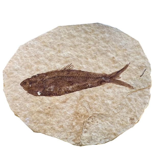 魚の化石です 化石魚 | 始新世 | グリーンリバー層 米国 | 40～70mm | BugsDirect