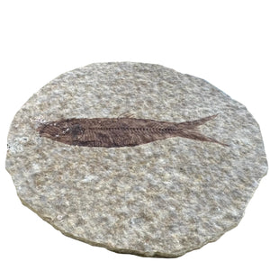 Fossil Fish | Eocene Period | Green River Formation, USA | 40–70mm