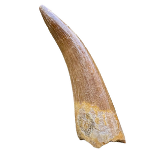 Fosilní zub plesiosaura | maastricht, svrchní křída | pánev Oulad Abdoun, Maroko | 40–50mm