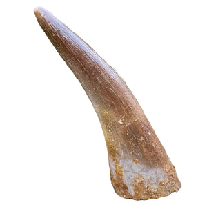 Fosilní zub plesiosaura | maastricht, svrchní křída | pánev Oulad Abdoun, Maroko | 40–50mm