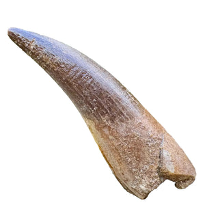 Fosilní zub plesiosaura | maastricht, svrchní křída | pánev Oulad Abdoun, Maroko | 40–50mm
