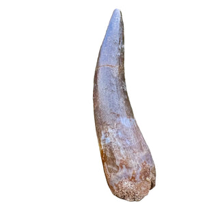 Fosilní zub plesiosaura | maastricht, svrchní křída | pánev Oulad Abdoun, Maroko | 40–50mm