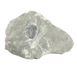 Trilobite Fossil | Elrathia kingi | Wheeler Shale, Utah | Middle Cambrian | 12–16mm