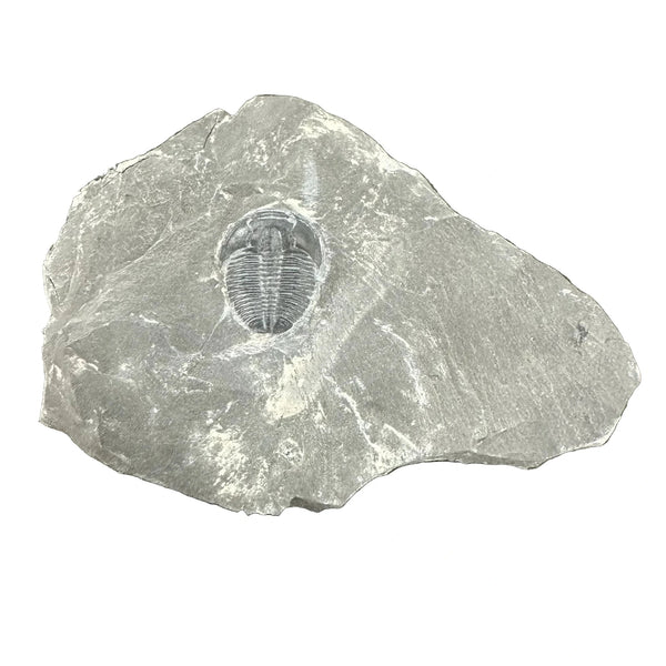 三葉虫　化石　カンブリア紀　約5億年前 三葉虫化石 Elrathia kingi | ウィーラー頁岩 ユタ州 | 中期カンブリア