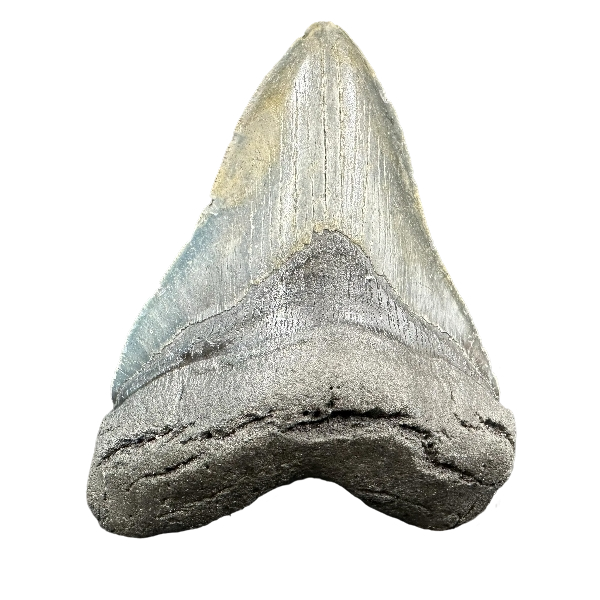 Megalodon Shark Tooth Fossil – 117mm Carcharocles megalodon, Miocene Florida