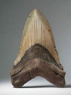 本物の125mm Carcharocles megalodon化石の歯。産地は米国