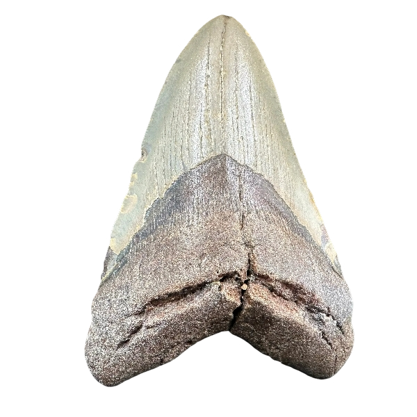 Megalodon Shark Tooth Fossil – 120mm Carcharocles megalodon, Miocene Florida