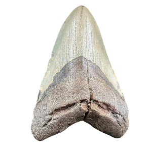 Megalodon Shark Tooth Fossil – 120mm Carcharocles megalodon, Miocene Florida