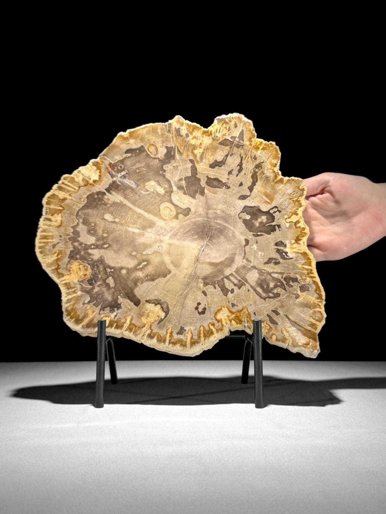 Petrified Wood Slice on Custom Display Stand | Museum-Quality Fossilised Wood