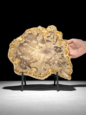 Petrified Wood Slice on Custom Display Stand | Museum-Quality Fossilised Wood