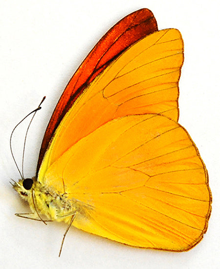 Appias nero palawanica – A1 Unmounted Butterfly | Palawan, Philippines