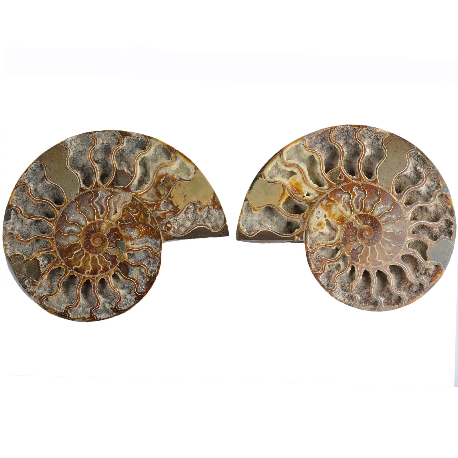 Large Cut & Polished Ammonite Pair - 115 Million Year Old Cretaceous Fossil (BF519)