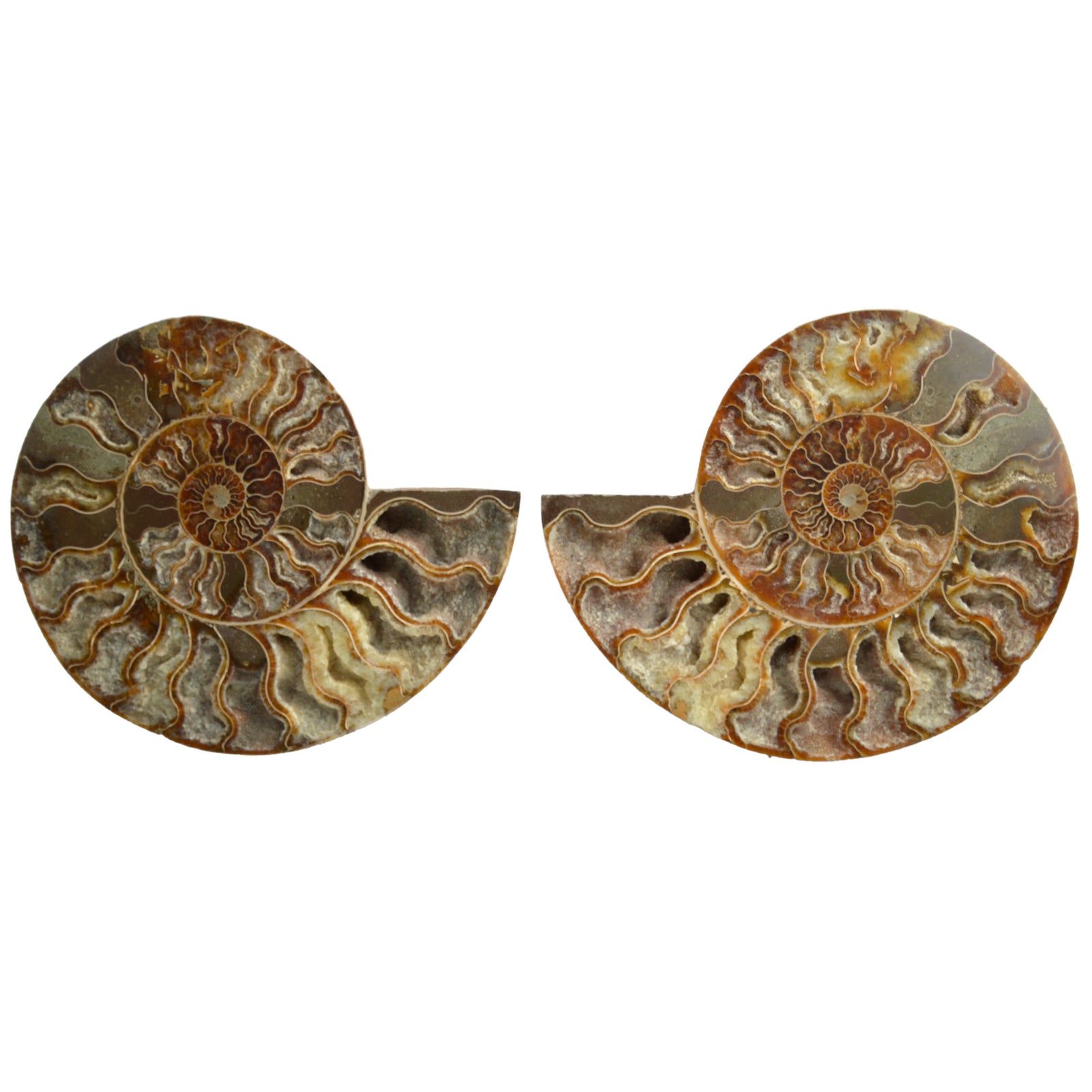 Large Cut & Polished Ammonite Pair | 18.5 × 15.5cm | Lower Cretaceous | Madagascar