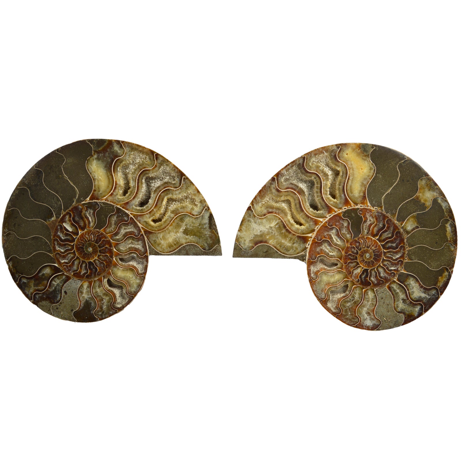 Large Cut & Polished Ammonite Pair | 17.5 × 14cm | Lower Cretaceous | Madagascar