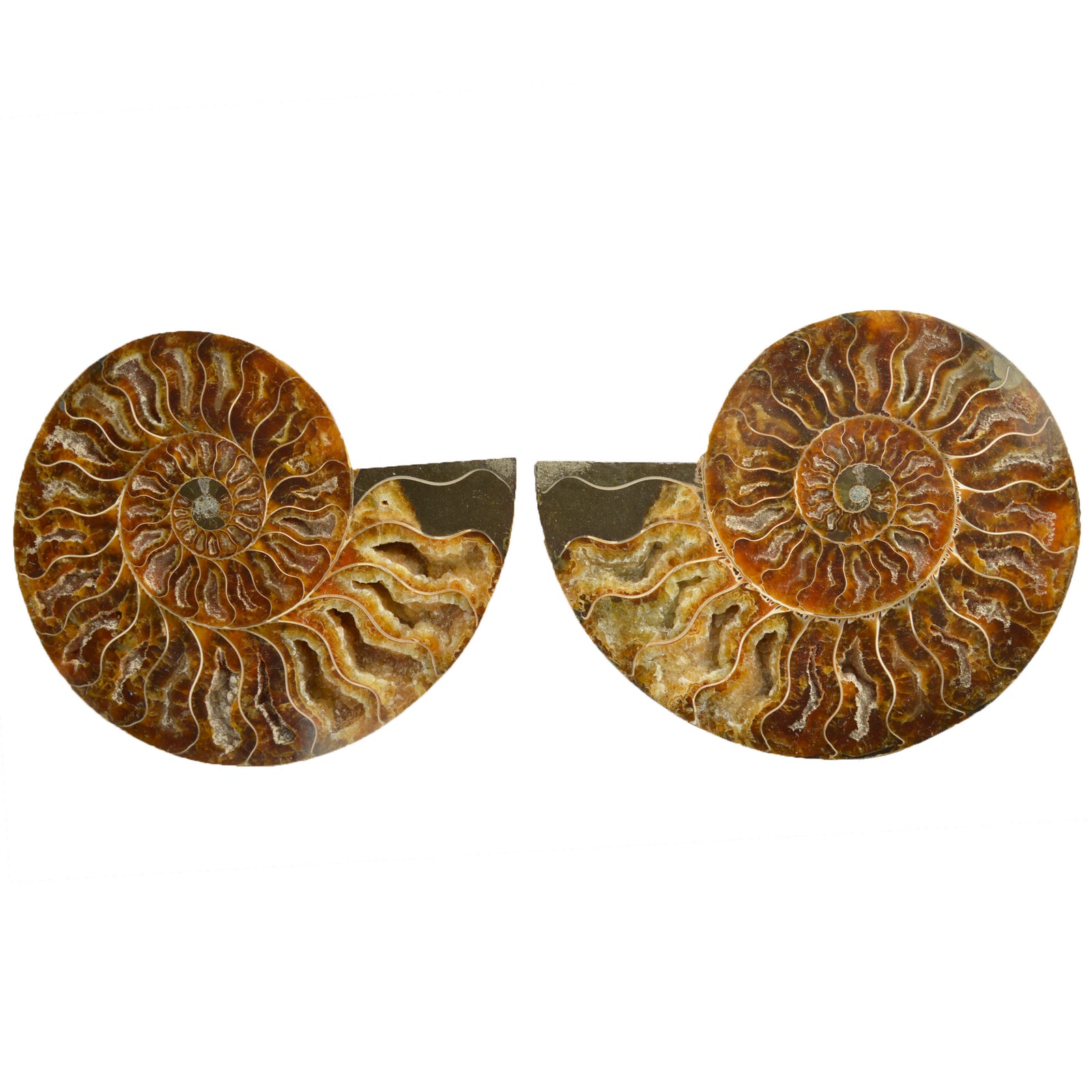 Large Cut & Polished Ammonite Pair | 18 × 15cm | Lower Cretaceous | Madagascar