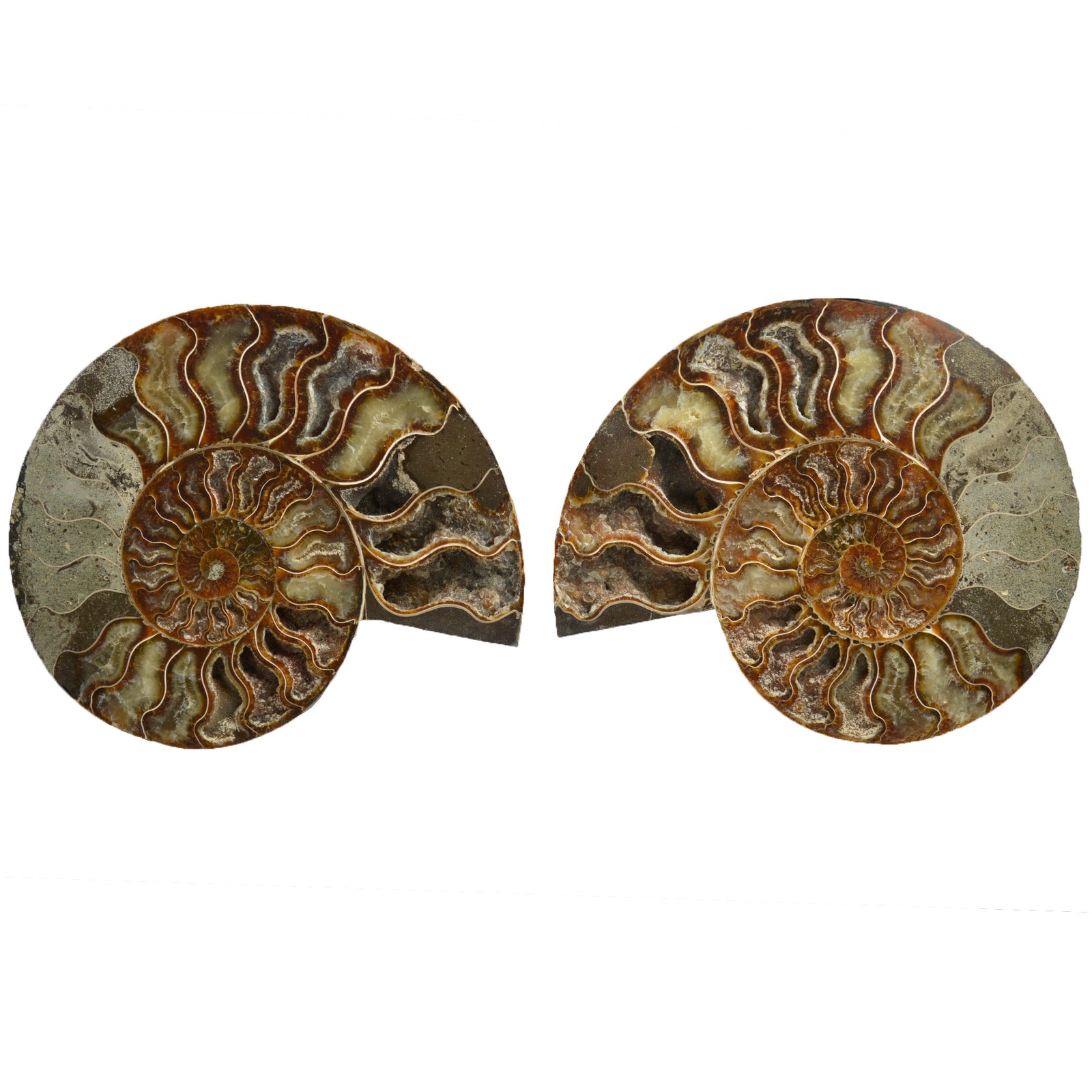 Large Cut & Polished Ammonite Pair | 19 × 16cm | Lower Cretaceous | Madagascar