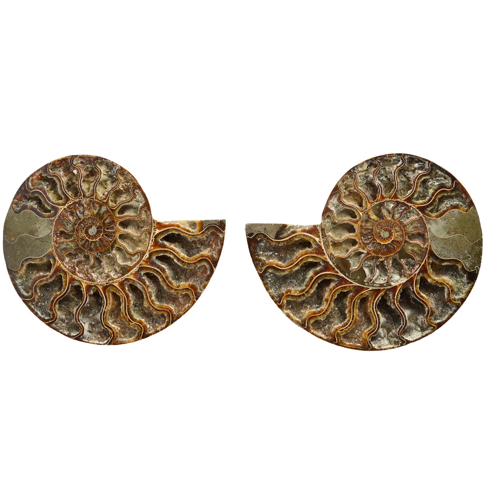 Large Cut & Polished Ammonite Pair | 21cm | Lower Cretaceous | Madagascar