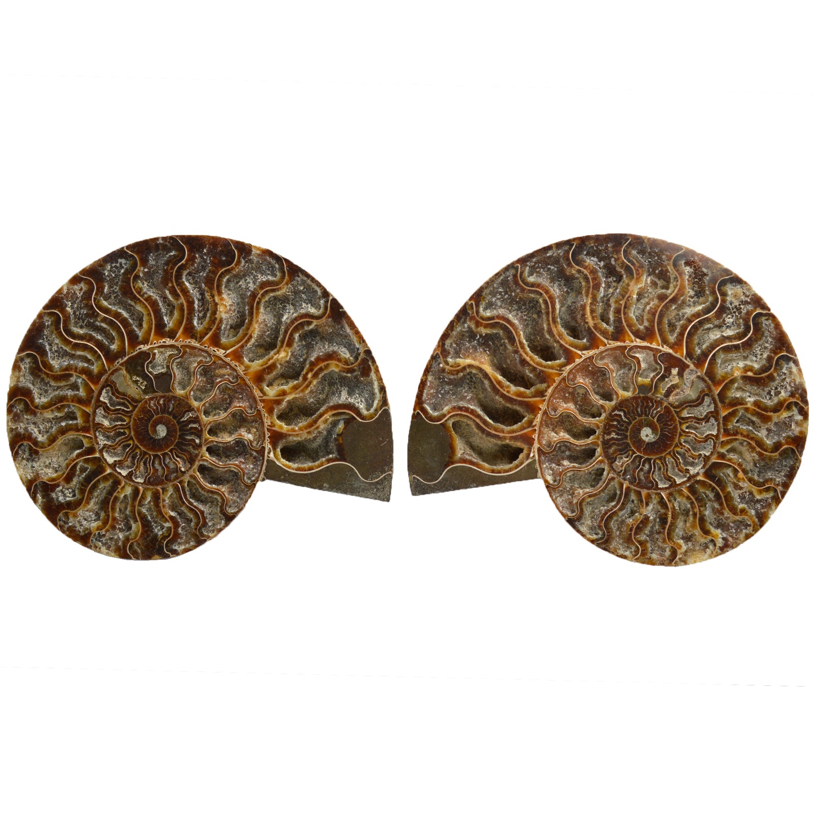 Large Cut & Polished Ammonite Pair - 115 Million Year Old Cretaceous Fossil (BF696)