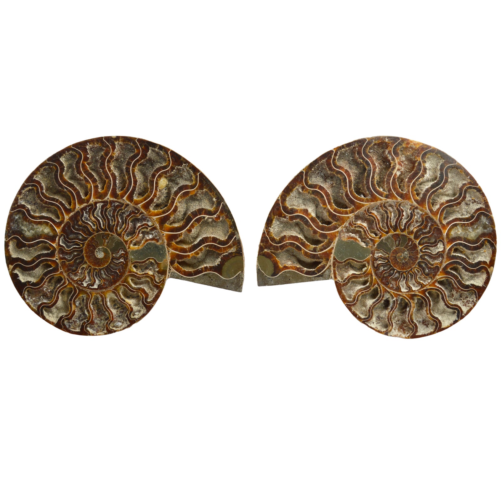 Large Cut & Polished Ammonite Pair - 115 Million Year Old Cretaceous Fossil (BF697)