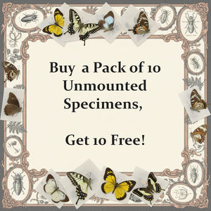 Start Your Beetle Collection Today: Buy a Pack of 10 Unmounted Beetles, Get 10 Free!
