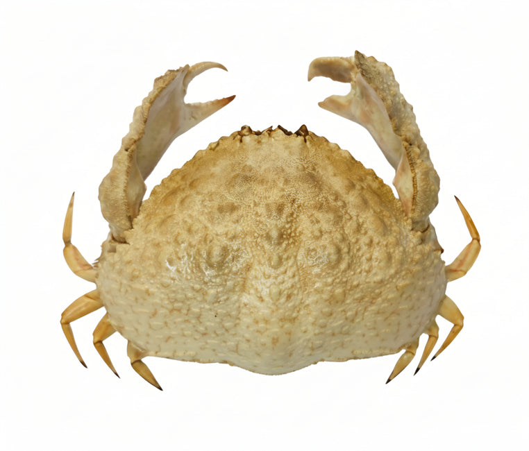 Calappa hepatica | Hepatic Box Crab | A1 Quality | Dry-Preserved DECAPODA