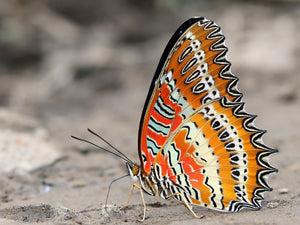 Cethosia biblis insularis – A1 kiinnittämätön perhonen | Marinduque, Filippiinit