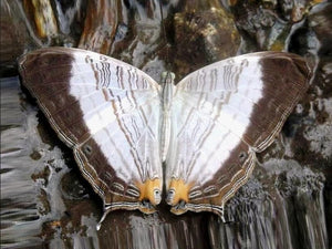 Cyrestis cassander cassander – Mariposa sin montar A1 | Marinduque, Filipinas