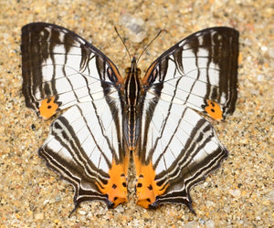 Cyrestis maenalis maenalis – Papillon non monté A1 | Marinduque, Philippines