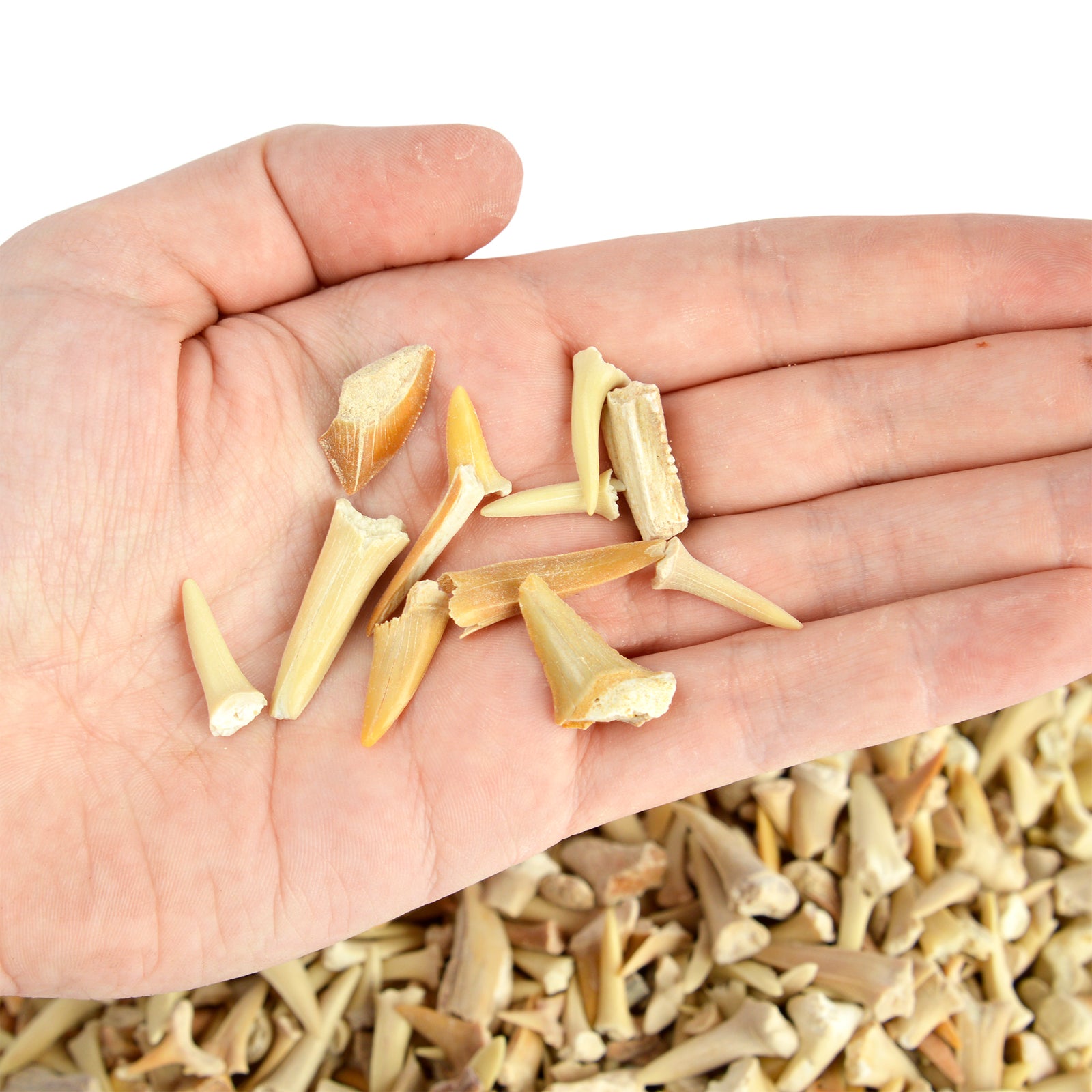 Assorted Fossilised Shark Teeth Collection - 24 Specimens