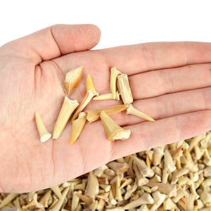 Assorted Fossilised Shark Teeth Collection - 24 Specimens