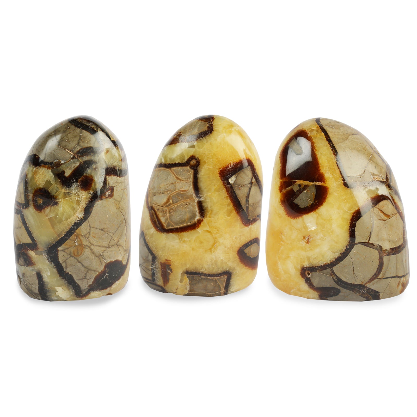 Free Form Septaria – Polished Septarian Nodule Specimen (Medium)