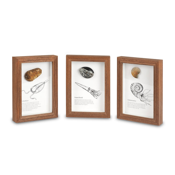 FS01-FS02-FS03-Framed-Fossils-