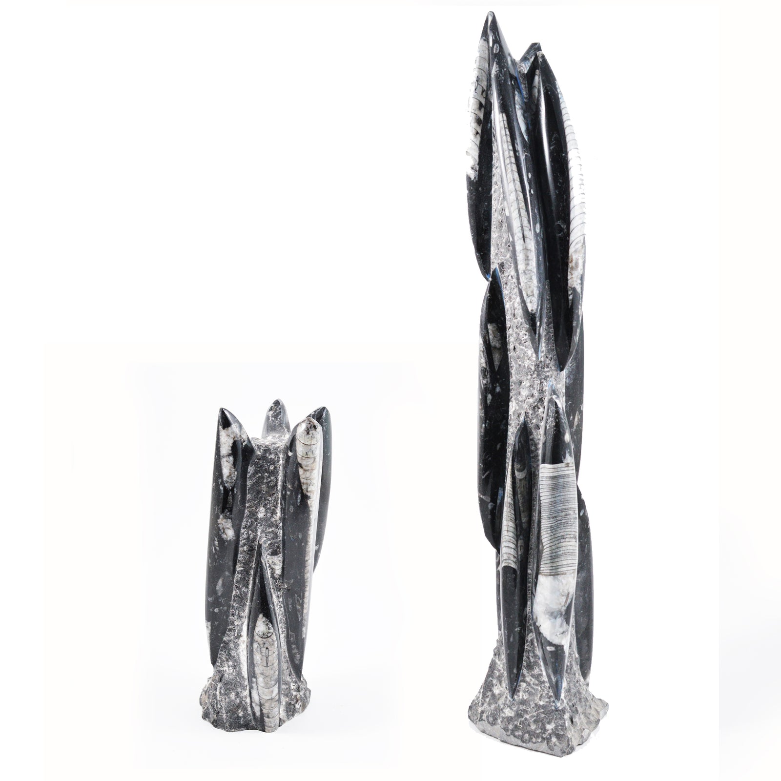 Orthoceras Sculptures | Devonian Fossil Specimens