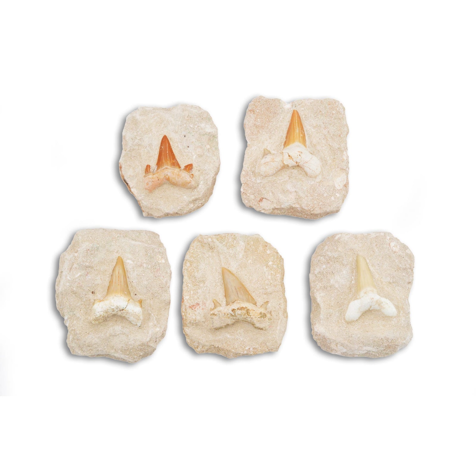 Fossil Shark Tooth on Matrix – Pack of 5