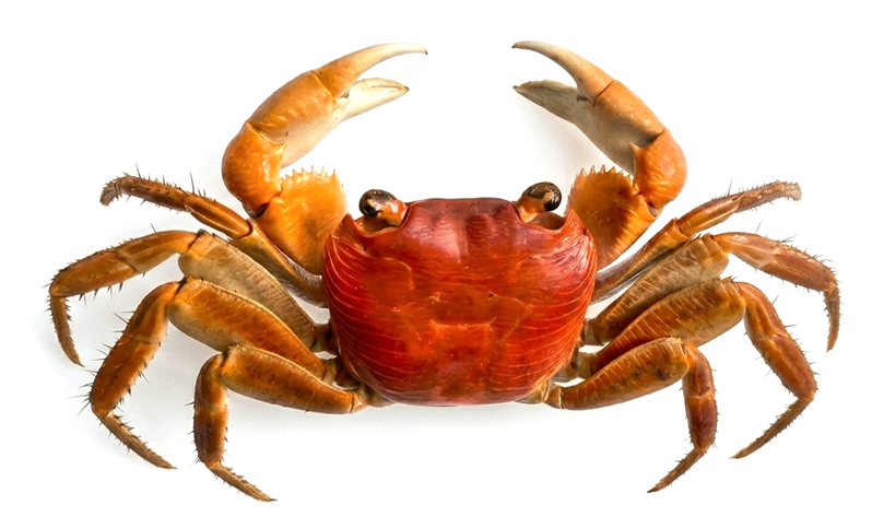 Gray's Rock Crab (Geograpsus grayi) | Dry-Preserved Taxidermy Specimen