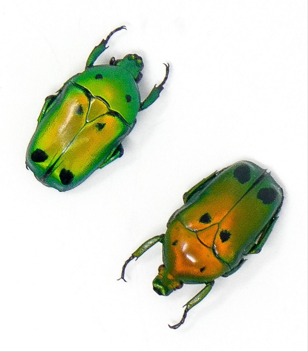 20 x Sumatra Green Flower Beetles (Heterorrhina sexmaculata) A1 Entomology Specimens (Wholesale)