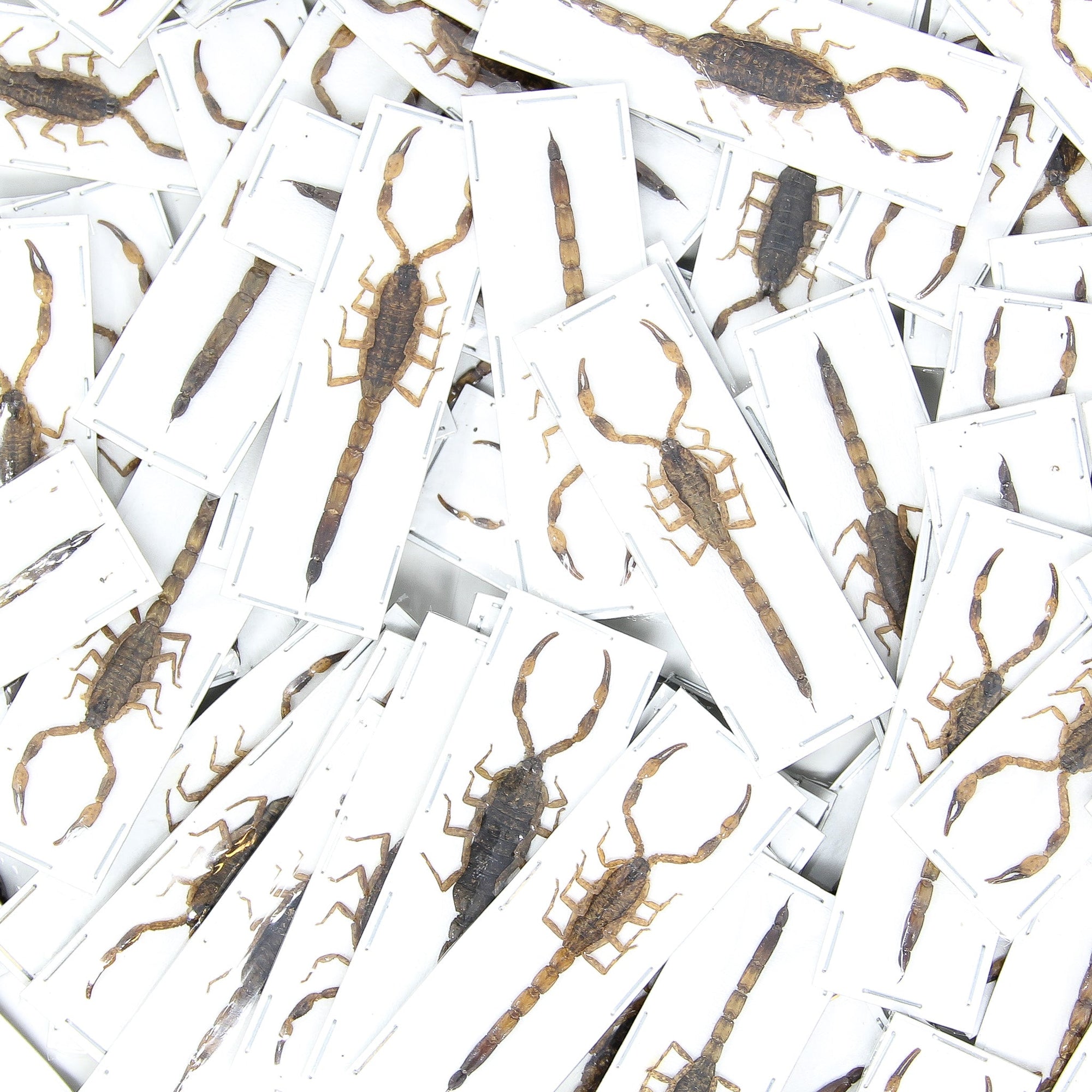 WHOLESALE 10 Java Scorpions (Mesobuthus martensii) +/- 60mm A1 Entomology Specimens