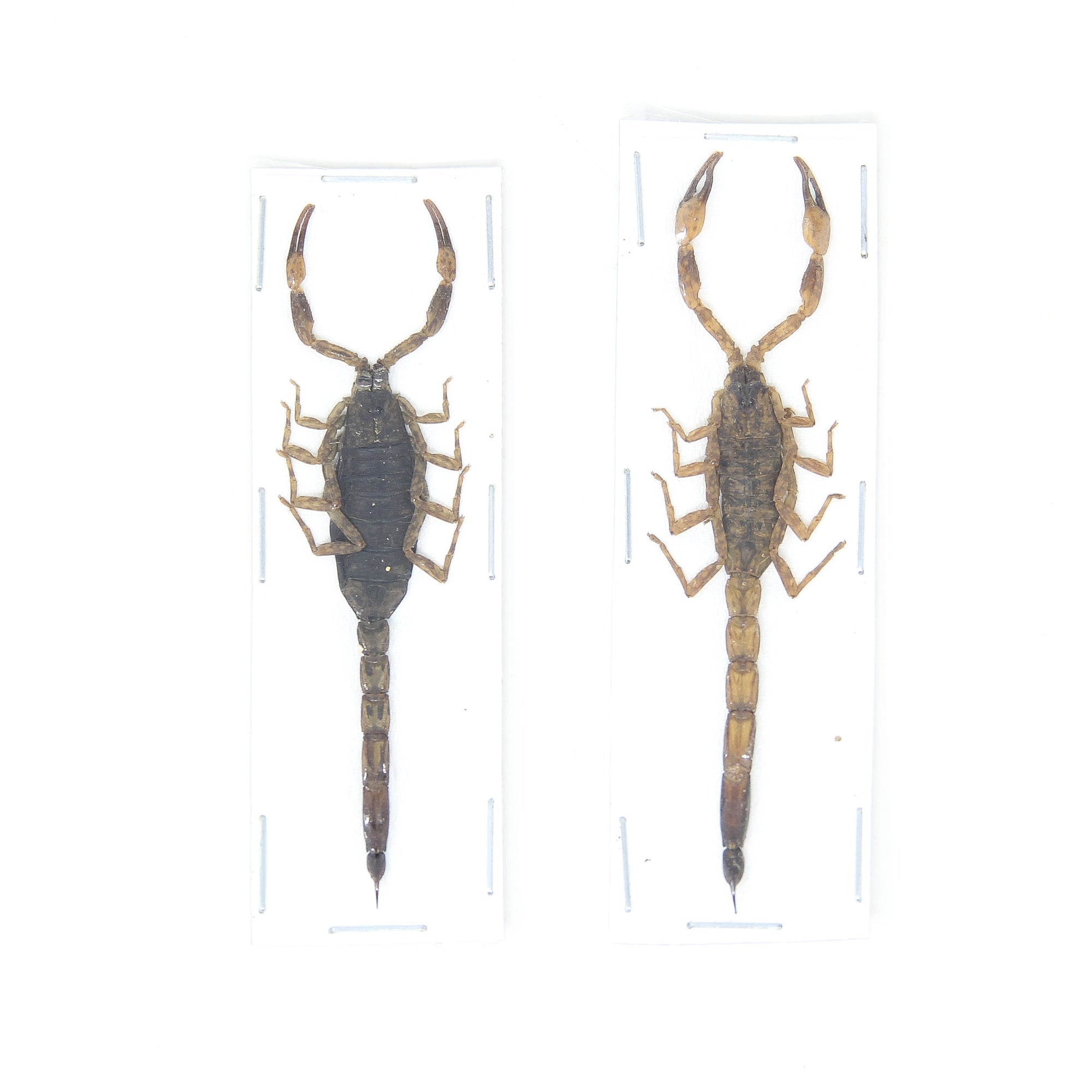 2 x Yellow Java Scorpions (Mesobuthus martensii) +/- 60mm A1 Entomology Specimens