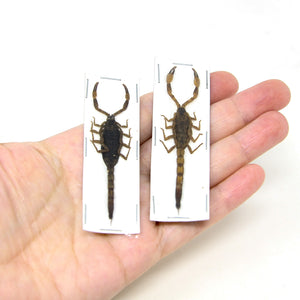 2 x Yellow Java Scorpions (Mesobuthus martensii) +/- 60mm A1 Entomology Specimens