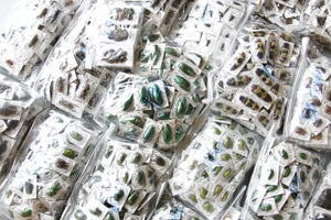 Assorted Beetles Unmounted Specimens | Bulk Packs 10-100 | A1 Quality