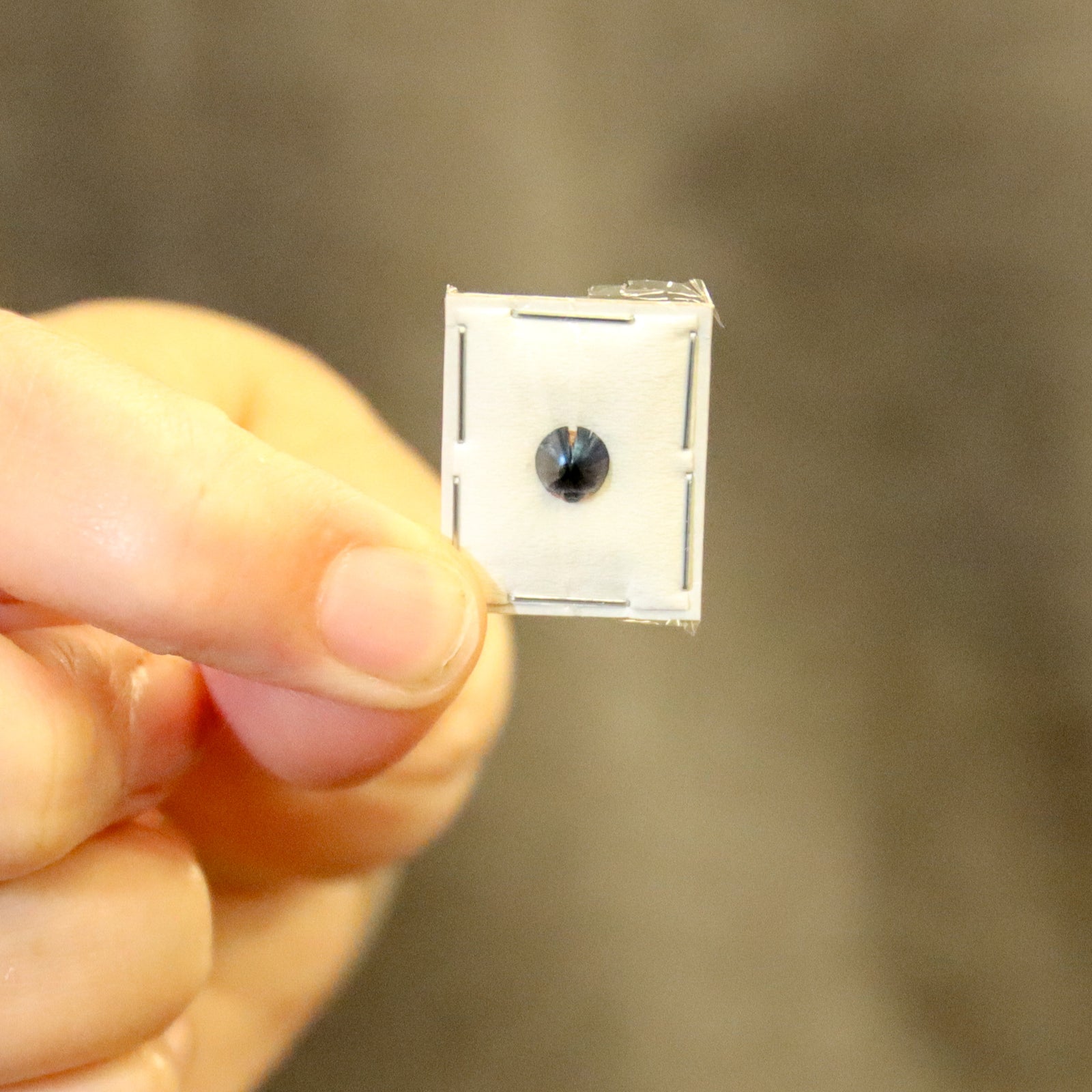 FIVE (5) Steelblue Ladybirds (Halmus chalybeus) A1 Entomology Specimens