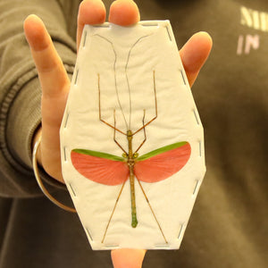 TWO (2) Pink Winged Stick Insects (Marmessoidea quadriguttata) A1 Spread Specimens