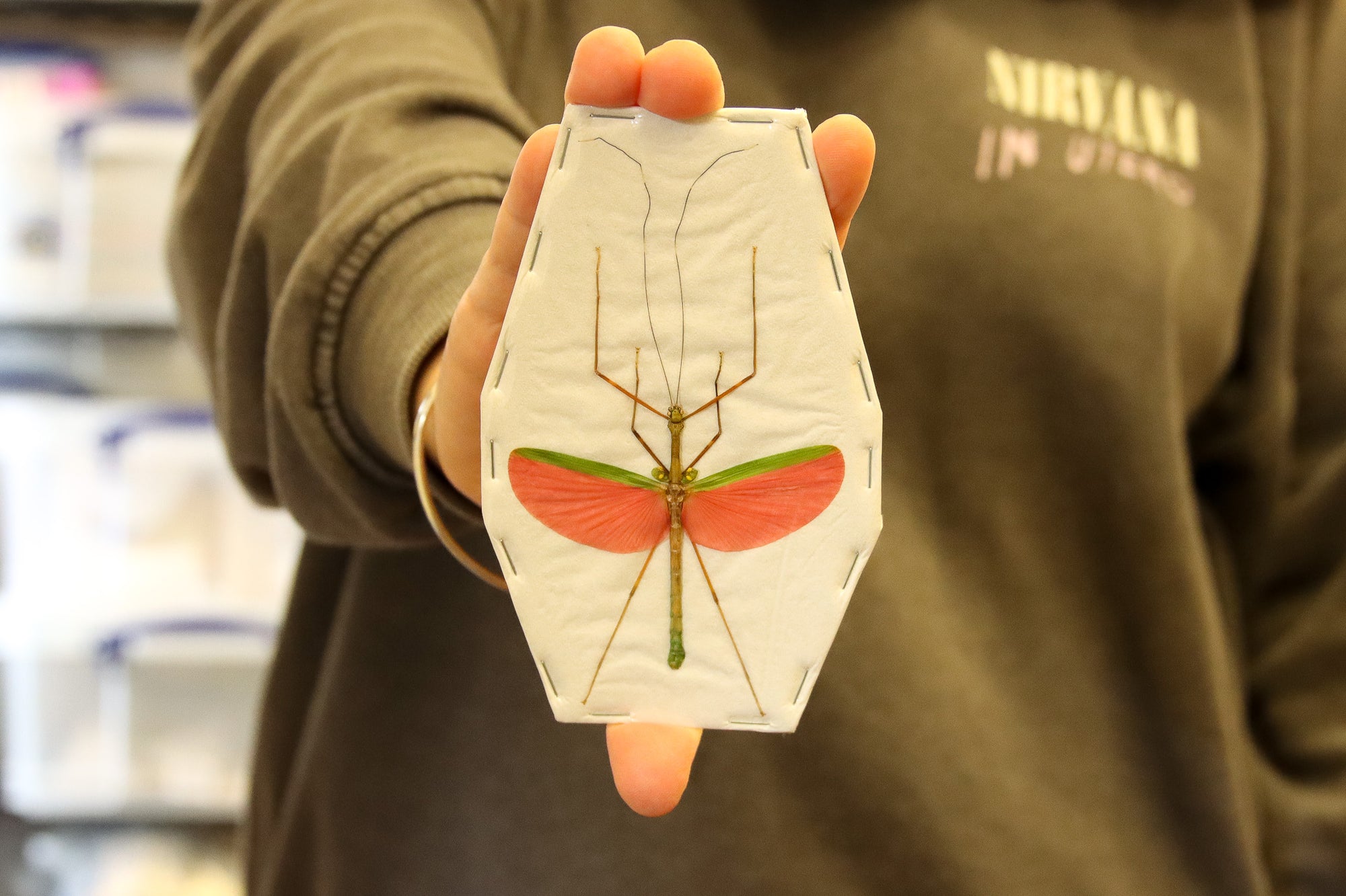 TWO (2) Red Winged Stick Insects (Marmessoidea quadriguttata) A1 Spread Specimens