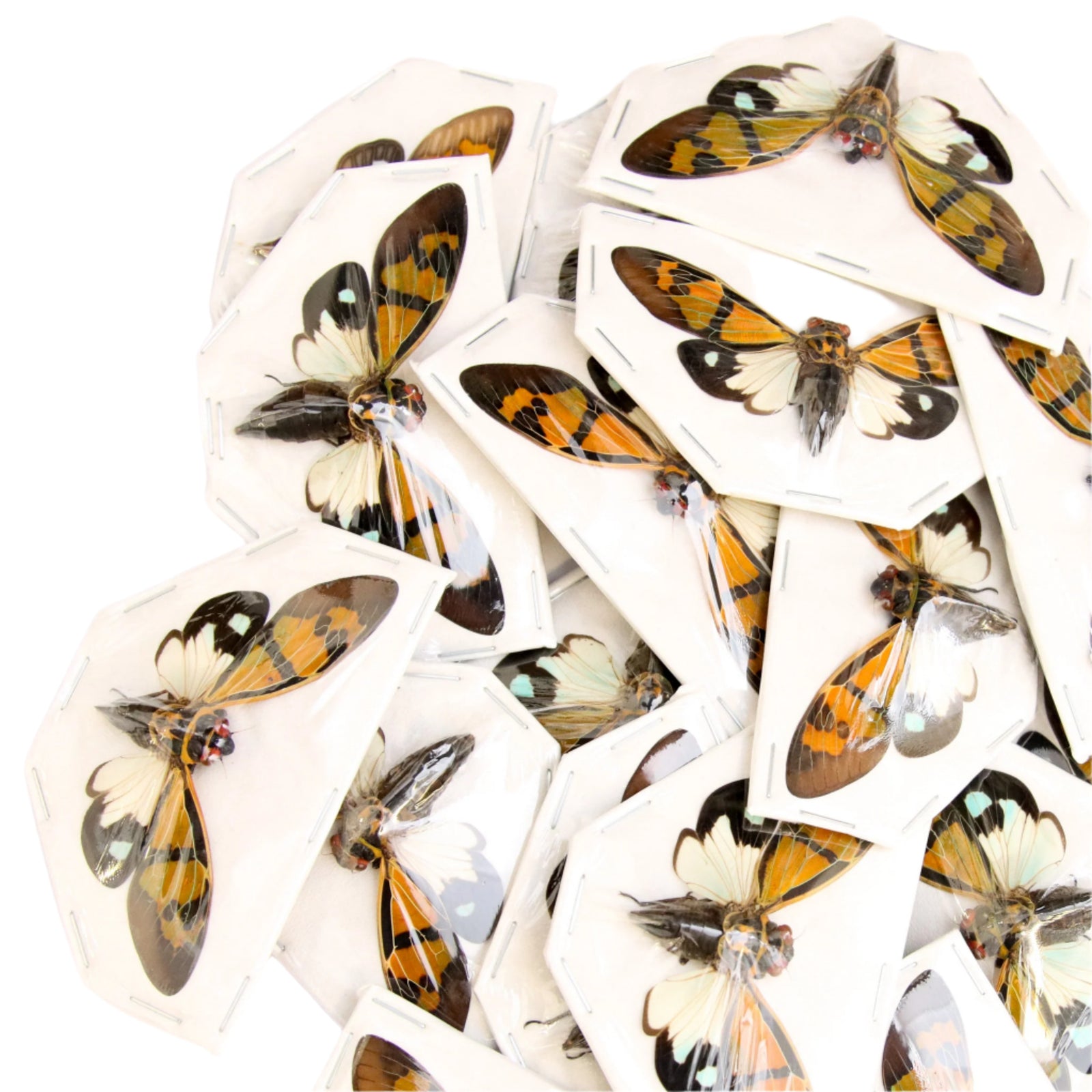 Lot of 5 Festive Cicadas (Gaeana festiva) A1 Entomology Specimens Wholesale