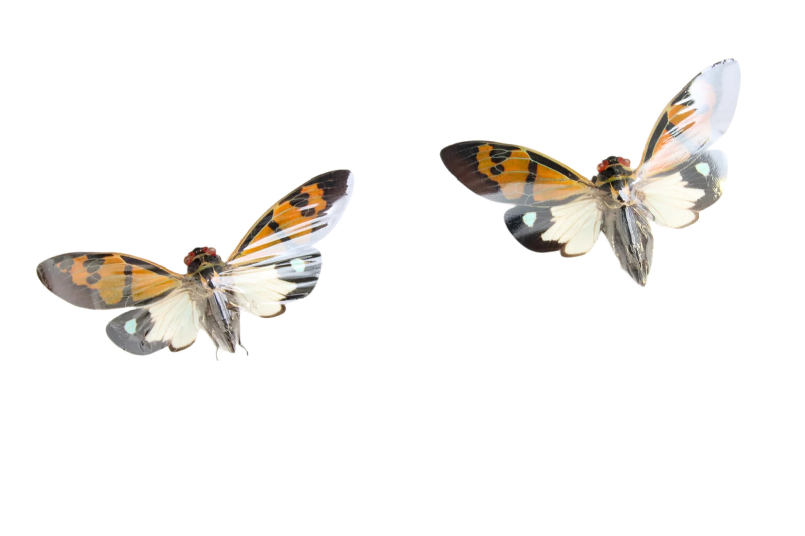 TWO (2) Festive Cicadas (Gaeana festiva) A1 Entomology Specimens