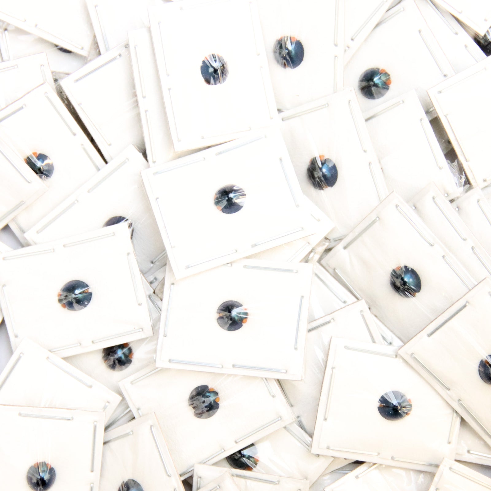 Lot of 20 Steelblue Ladybirds (Halmus chalybeus) A1 Entomology Specimens Wholesale