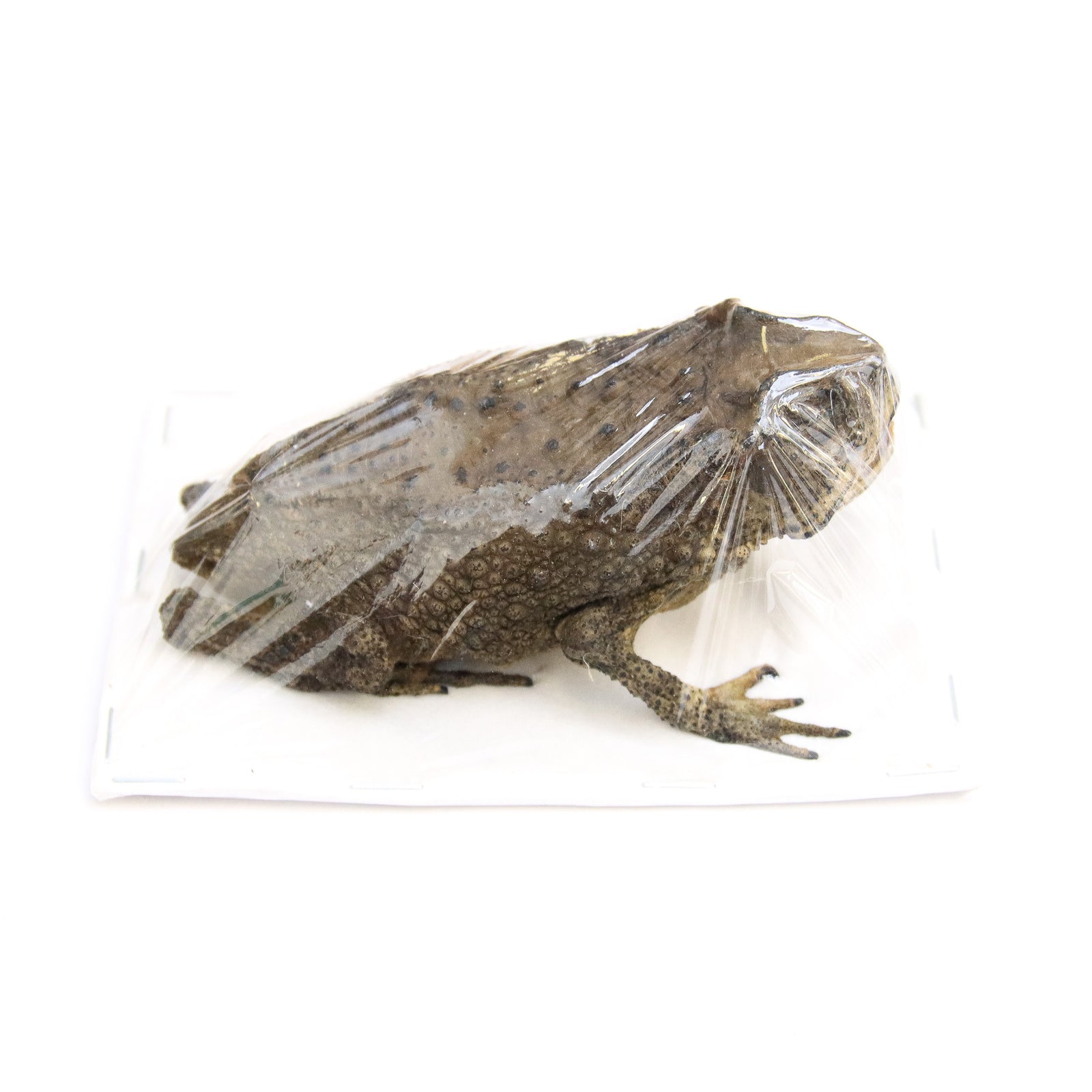 Asian Black-spined Toad (Duttaphrynus melanostictus) Dry-preserved Taxidermy Specimen