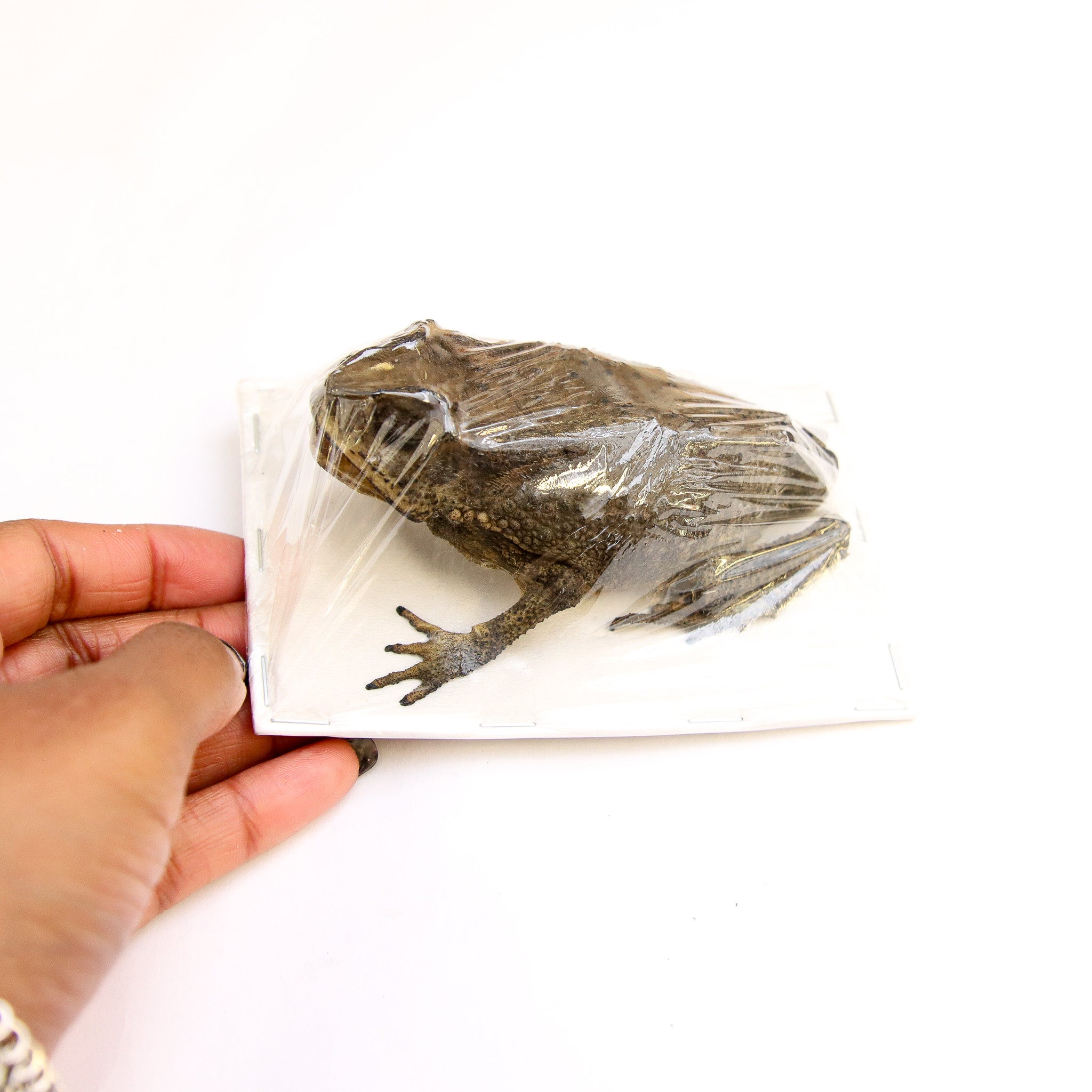 Lot of 5 Asian Black-spined Toad (Duttaphrynus melanostictus) Dry-pres ...