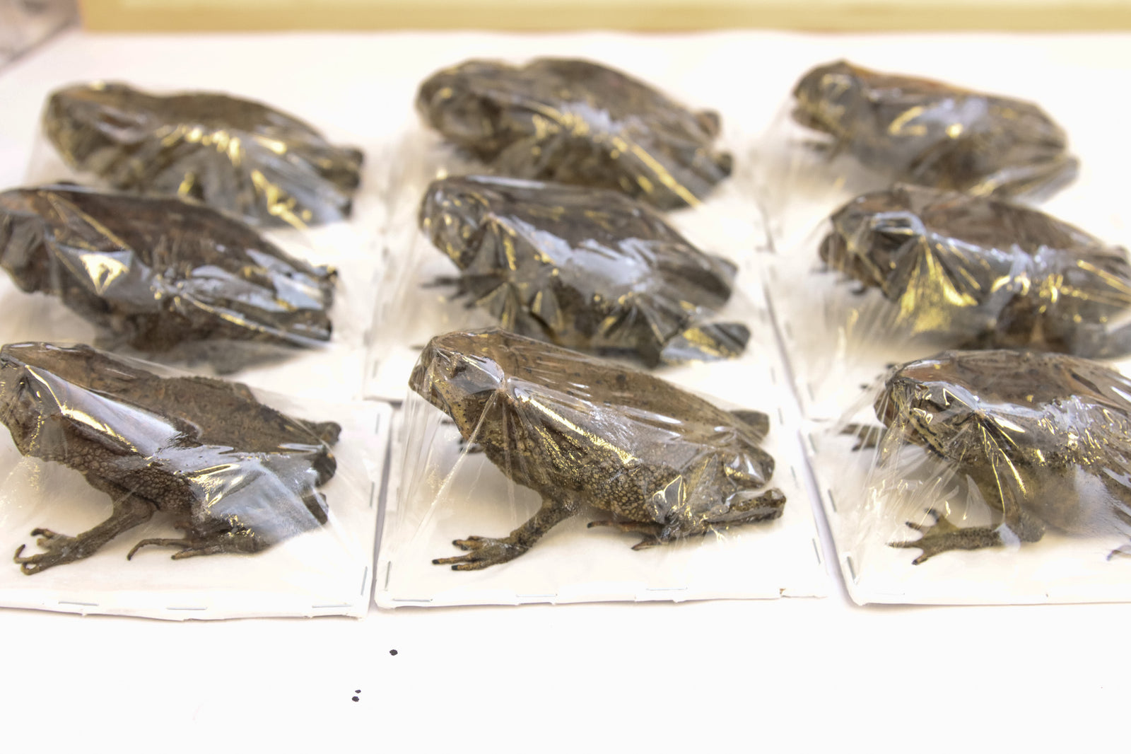 Lot of 5 Asian Black-spined Toad (Duttaphrynus melanostictus) Dry-preserved Taxidermy Specimen Wholesale